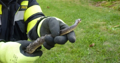 Schlange aus Fischernetz gerettet