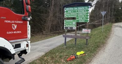 Baum auf Stromleitung Baum auf Stromleitung