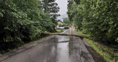 Baum auf Fahrbahn Baum auf Fahrbahn