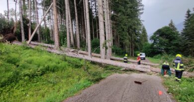 Baum auf Fahrbahn Baum auf Fahrbahn